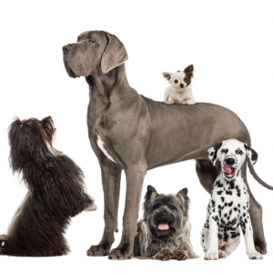 different dog breeds, comparing yourself to others