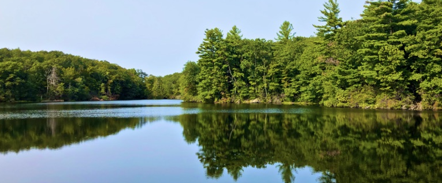 reflection of trees in lake