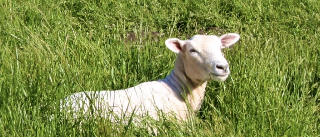 a lost sheep in the grass