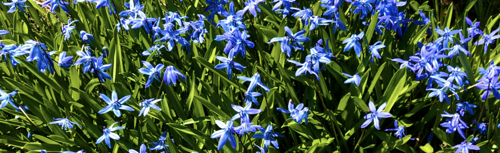 scilla flowers, God's will be done