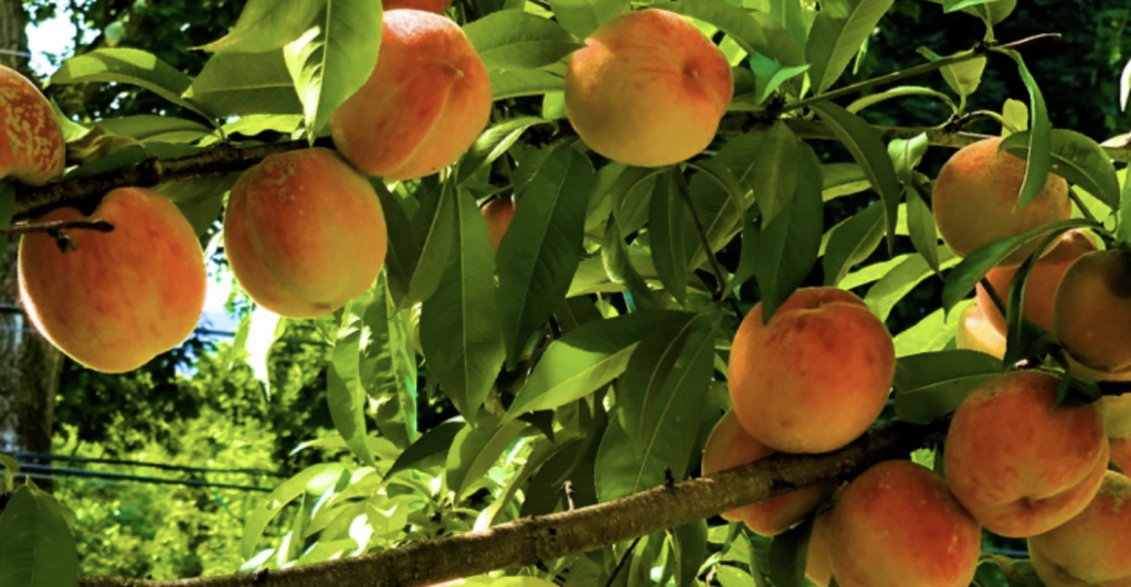 peaches on tree, opportunities from God