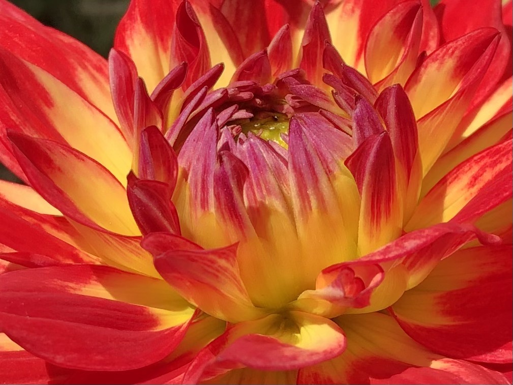 orange dahlia, be perfect as your father in heaven is perfect