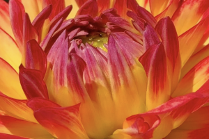 orange dahlia, be perfect as your father in heaven is perfect