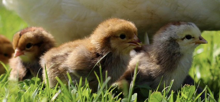 picture of baby chicks with mother hen, no once can put a curse on you, can someone curse me, curse without a cause