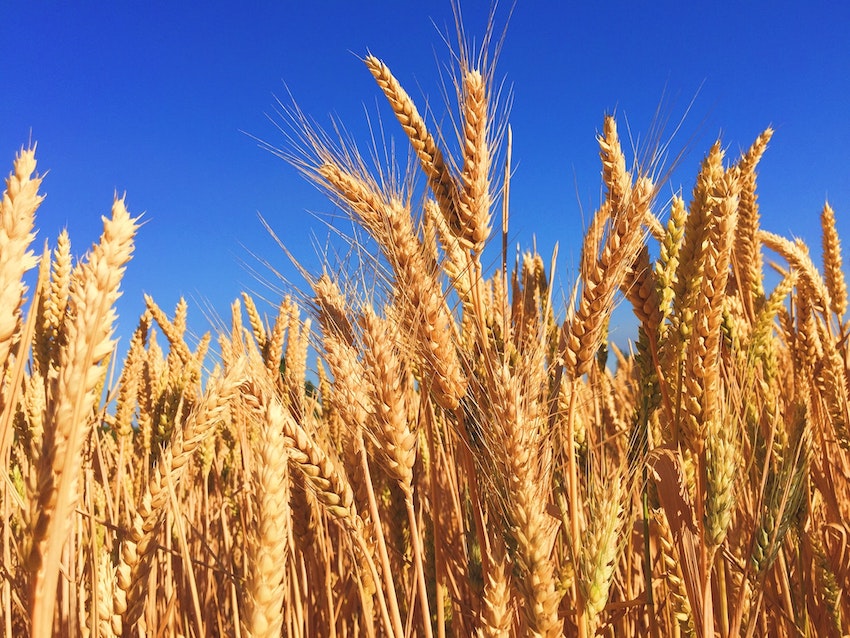 photo of ripe wheat, : pray to the lord of the harvest, pray for laborers, the lord of the harvest, lord of the harvest