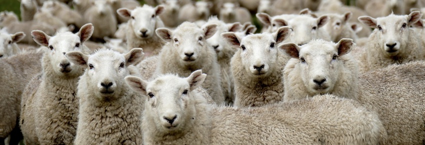 herd of sheep, sheep of Jesus