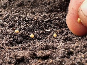 mustard seeds in the garden, make your faith your own