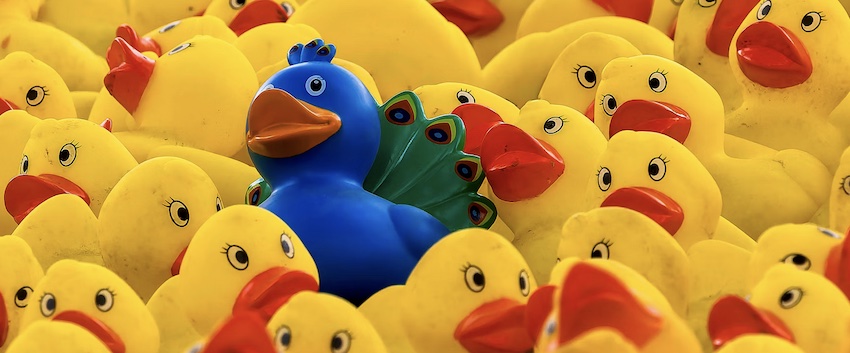 rubber ducks with on rubber peacock, who do you want to be